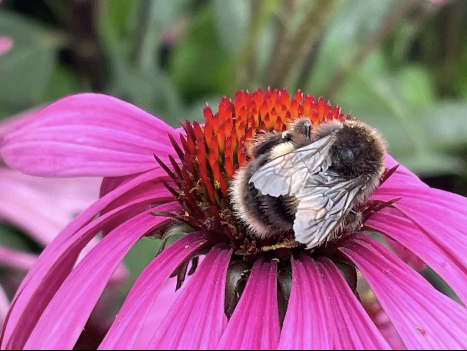 Bee on purple flower