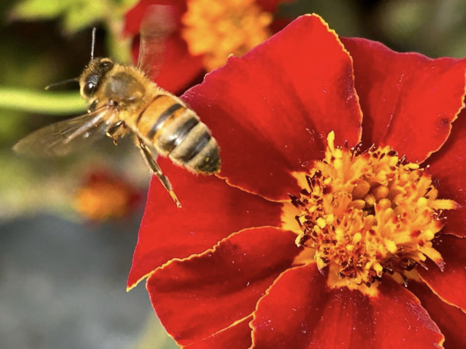 Bee on red flower