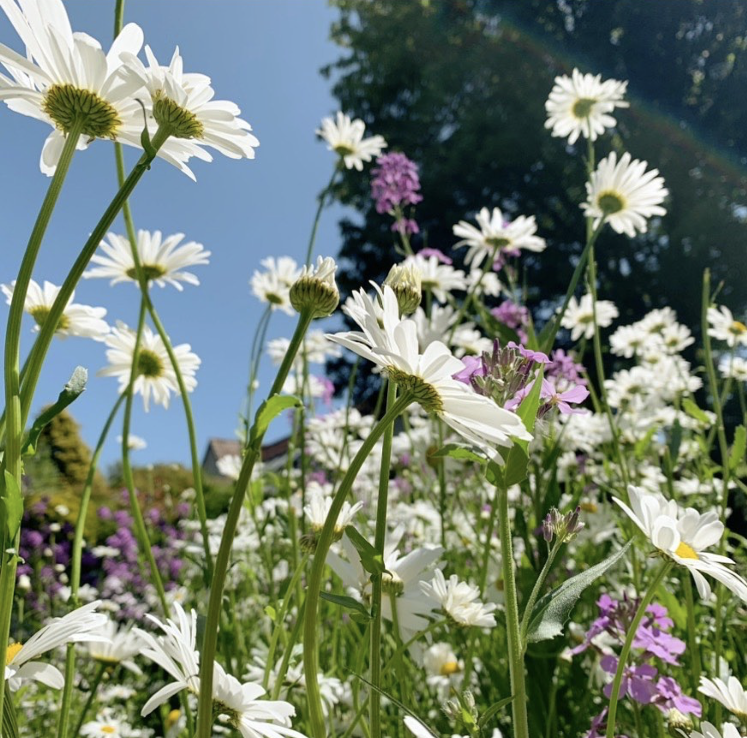 Wild flower scene